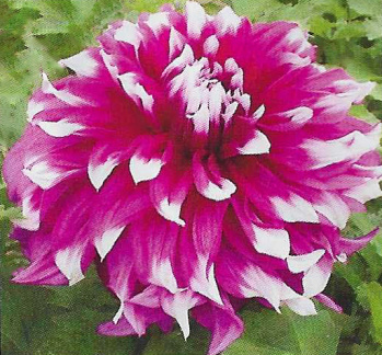 Dahlia ' YARRA FALLS '  (L.D.)  Ingram  Aus.  1973  (Connell 2004)